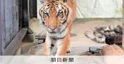 国内最高齢20歳のアムールトラ死亡　福岡市動物園で飼育