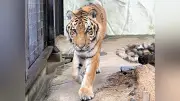 福岡市動物園のアムールトラ「カイ」死ぬ、国内最高齢20歳
