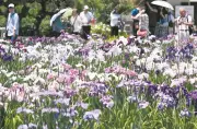 葛飾・堀切菖蒲園でハナショウブ見頃、約200種6000株が来園客を癒やす
