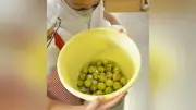 河津小3年生が梅干し作りに挑戦 地元女性グループが指導