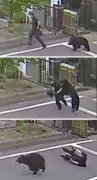 福島市街地でクマが4人襲撃、防犯カメラが捉えた驚愕の瞬間
