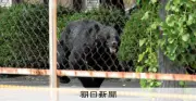 夜勤明けの男性に飛びかかったクマ 福島で4人襲い、記者の目の前に