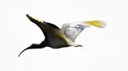 本州初放鳥トキ、石川県内で4羽・富山県で1羽確認…GPS受信状況を公表