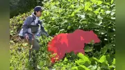 ヒグマとの共存目指す「クマ活」、斜里町で草刈り活動に道内外50人参加