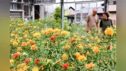 河北町の紅花、温室で満開に 露地ものは6月下旬まで楽しめる