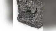 鹿児島・下甑島で新属新種の多丘歯類化石、8000万年前の地層から発見