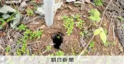 「門外不出」サガンスギ86本が抜き去られる 佐賀県が50年かけ開発したスギ