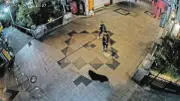 栃木・宇都宮でクマが商店街を疾走、全小中学校94校が臨時休校に