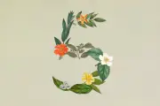 Anthropic、Claude Sonnet 5発表—Opus 4.8に迫る性能を低コストで提供