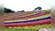 東京ドイツ村で花畑拡張、ペチュニアとキンギョソウが見頃に
