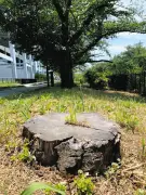 埼玉県でクビアカツヤカミキリ被害拡大、桜並木を救うため自治体が駆除促進策