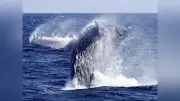 奄美大島でクジラツアー観光客急増、ストレス対策で観察ルール強化へ