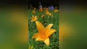 六甲高山植物園でニッコウキスゲが開花、初夏の訪れを告げる