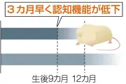 アルツハイマー病の認知機能低下、ペプチド減少が原因か 名古屋市立大学と岐阜薬科大学が発表
