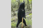 静岡県、クマ管理計画案を初提示 三つのゾーン設定し共存目指す