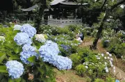 川崎・妙楽寺でアジサイ見頃、約千株が境内を彩る