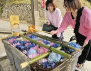 栃木・唐沢山神社で色鮮やかな花手水が人気、アジサイの切り花で手水を飾る
