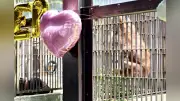 オランウータン結婚式、オリ越し対面と似顔絵ケーキでファーストバイト…愛媛・とべ動物園