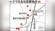 宇都宮市中心部にクマ出没、県庁や商店街で相次ぎ目撃