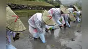大分・別府の棚田で「御田植式」、新嘗祭献納米の苗を早乙女姿の女性らが手植え