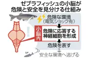 ゼブラフィッシュの小脳が危険と安全を見分ける仕組みを解明、名古屋大学など