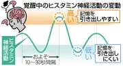 記憶が「ある」のに思い出せない…数十秒待てば出てくるかも ヒスタミン神経がカギ