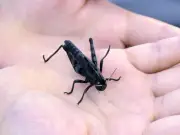 福島・会津若松で全身黒色のバッタ発見、園児が捕まえる