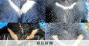 クマの個体数推定、統一手法で環境省が全国初調査へ