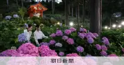 三室戸寺あじさい園ライトアップ、幻想的な夜の花園が期間限定で公開