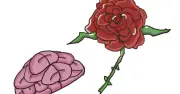バラの香りを毎日嗅ぐと脳の萎縮を防ぎ認知症予防に役立つ可能性 京大などが研究発表