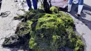 宍道湖の厄介者藻や水草、固形燃料に再生 松江の企業と漁協が協定