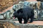 ツキノワグマの衝撃寝姿に反響「首痛そう」「脱ぎ捨てられた着ぐるみ」