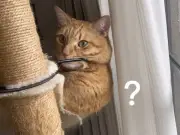 愛猫がお気に入りのハンモックを次々と破壊？飼い主困惑の一部始終