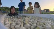 『探偵！ナイトスクープ』にんにく溺れる女、湯船に大量のにんにくで別れ