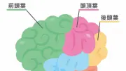 和田秀樹「高齢者は肉食でセロトニン補給を」老後うつ予防に肉1日150g