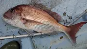 魚が消えるニッポン、真の原因は「成長乱獲」にあり