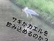サギが巨大カエルを丸呑み！6分40秒の格闘がSNSで話題に