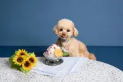 星野リゾートOMO、3施設で「夏の愛犬都市旅宣言」開始 かき氷やケアアイテム無料提供