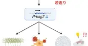 アルツハイマー病改善に貢献、脳を若返らせる「iPaD」の効果　理研などがCell系列誌で研究発表