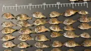 魚が消える日本、自主管理の限界と国際的な資源管理の必要性