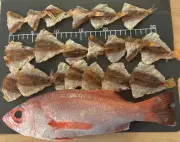 魚が消える国ニッポン、資源管理制度の不備が原因 対策を探る