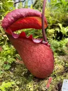 京都府立植物園のオオウツボカズラ、過去最大級の捕食袋が話題に