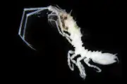 京都大学、熊野灘の深海で新種「クマノオニナナフシ」を発見