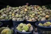 マレーシアでドリアン大豊作、価格が最大90%暴落 庶民に手が届く価格に