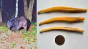 オスグマのペニスボーンとは？メスが交尾拒否できる仕組みを解説