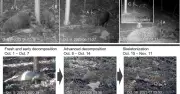 オスのイノシシ、メスの死体に交尾行動を記録　有蹄類で初　東京農工大など