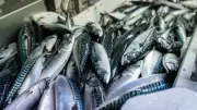 ノルウェー産サバが高騰、2027年には一切れ500円も？ 漁獲枠縮小で日本の食卓に打撃