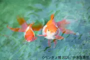 ペンギンと金魚の合同写真展「ペンぎょ展2026」東京・浅草橋で開催