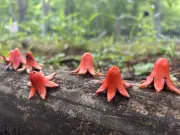 タコさんウィンナーそっくりの正体はザクロの萼！国立科学博物館が投稿