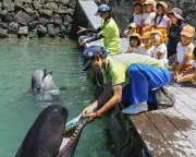 太地の博物館でクジラの歯磨き披露、洗車ブラシ使い健康PR